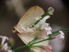 Thomisus onustus