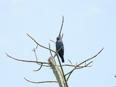 Eurystomus orientalis