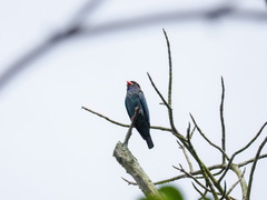 Eurystomus orientalis