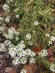 Lobularia maritima