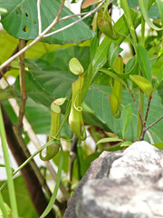 Nepenthes gracilis