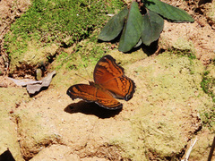 Junonia hedonia