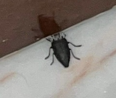 Capnodis