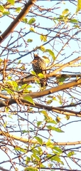 Sturnus vulgaris