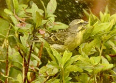 Crithagra mozambica