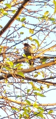 Sturnus vulgaris