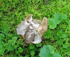 Helvella crispa