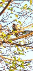 Sturnus vulgaris