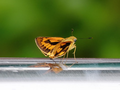 Cephrenes trichopepla