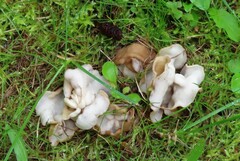 Helvella crispa