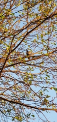 Sturnus vulgaris