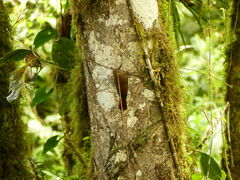 Dendrocincla fuliginosa