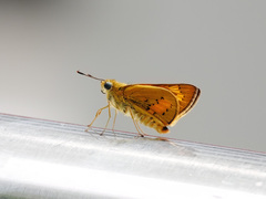 Cephrenes trichopepla