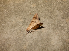 Oxyodes scrobiculata