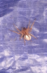 Zygiella x-notata