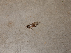 Teleogryllus occipitalis