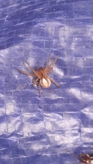 Zygiella x-notata