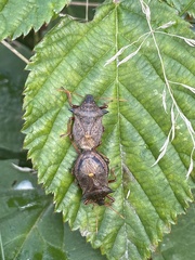 Picromerus bidens