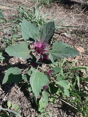 Chenopodium