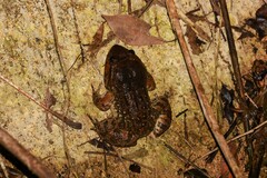 Limnonectes taylori