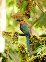 Electron platyrhynchum