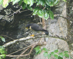 Falco peregrinus macropus