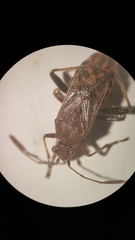 Stictopleurus punctatonervosus