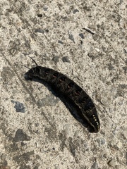 Theretra oldenlandiae