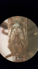 Stictopleurus punctatonervosus