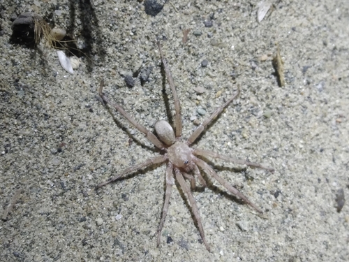 Mygale di spiaggia