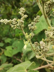 Heliocarpus terebinthinaceus