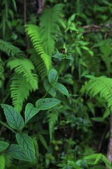 Scrophularia yoshimurae