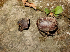 Trypoxylus dichotomus tsunobosonis