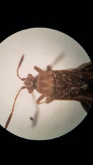 Stictopleurus abutilon