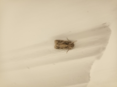 Spodoptera littoralis