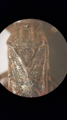 Stictopleurus abutilon