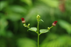 Scrophularia yoshimurae