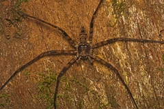 Heteropoda procera