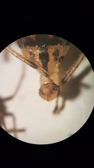 Stictopleurus abutilon