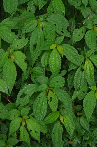 Lecanthus peduncularis iNat (1)