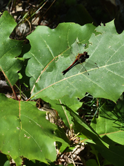 Sympetrum vicinum