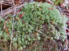 Leucobryum glaucum