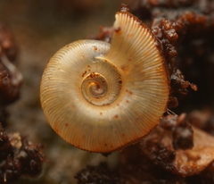 Meredithena dandenongensis