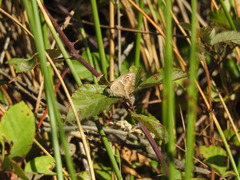 Pyronia cecilia