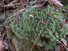 Leucobryum glaucum