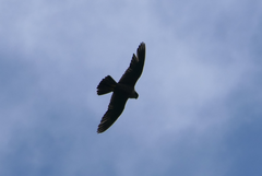 Falco peregrinus macropus