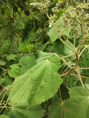 Heliocarpus terebinthinaceus