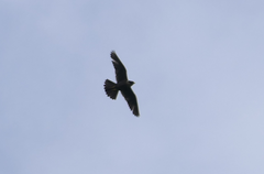 Falco peregrinus macropus