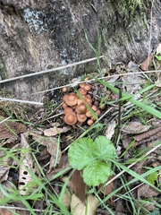 Kuehneromyces mutabilis