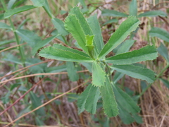 Euphorbia